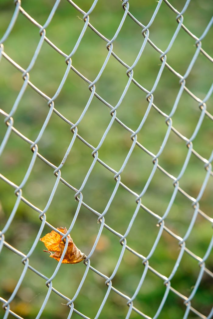 A single autumn leaf caught in a chain link fence, symbolizing change and confinement.